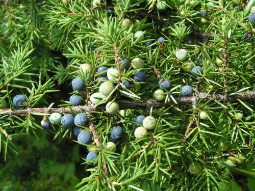 Juniper berries/ Beri ya mreteni/ Matunda ya juniper